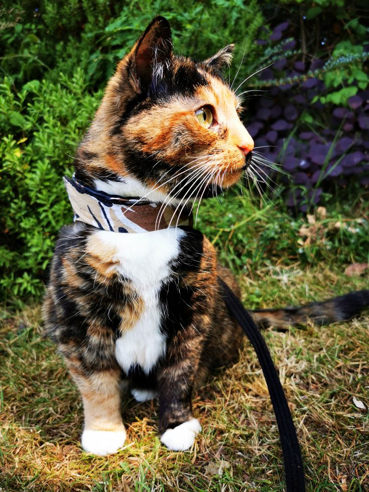 Gorgeous tortie/calico cat with fantastic whiskers in her harness taking a little break sitting on the grass.