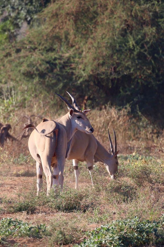 A pair of Common Eland