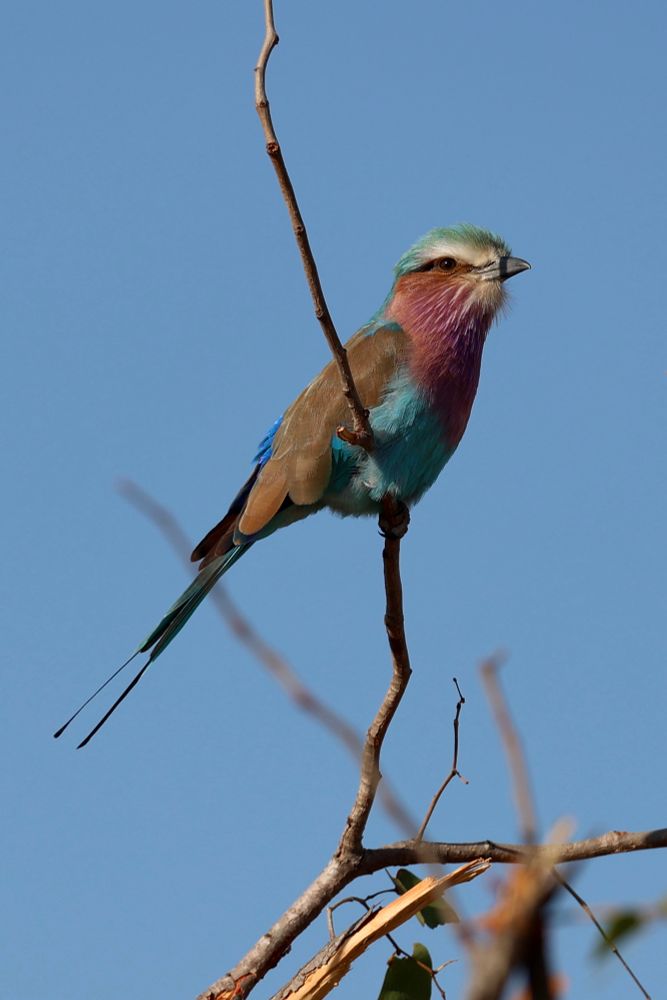 Lilac-breasted Roller