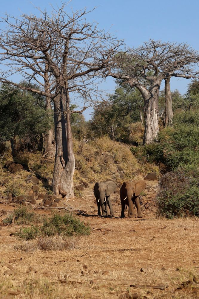 These elephants had me thinking “brother from another mother”. Side by side, different colors, standing at the base of giant bare baobab trees. 