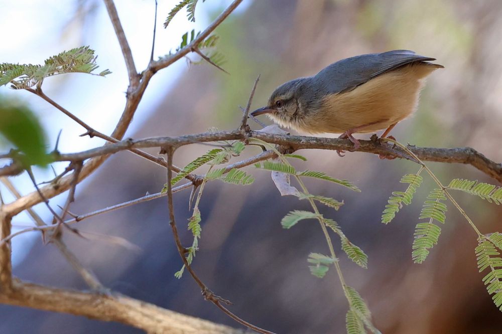 A Crombec perched on a branch. They’re easily recognized by their stumpy tail. 