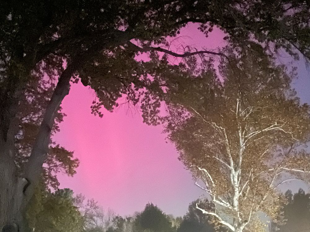 Another shot of trees framing the northern lights, though more deep blue of the night sky can be seen as the lights undulate and move.