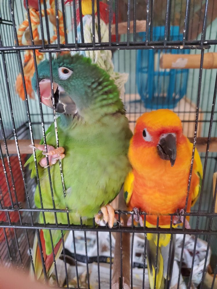 Two misbehaving birds sitting in the open door of their cage.