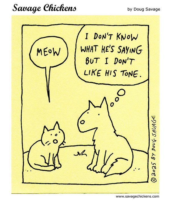 Cat: Meow
Dog (thinking): I don't know what he's saying but I don't like his tone.