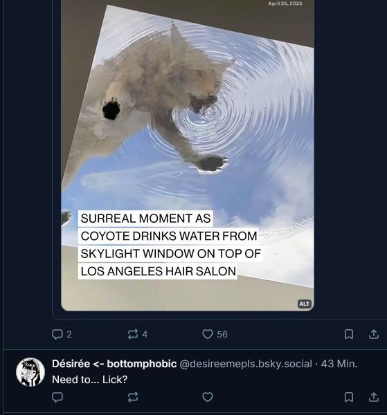 screenshot of two posts from the tl. top post shows a coyote drinking water from a skylight window on top of a hair salon in los angeles. bottom post says "Need to ... Lick?" while not being in a direct relation to top post