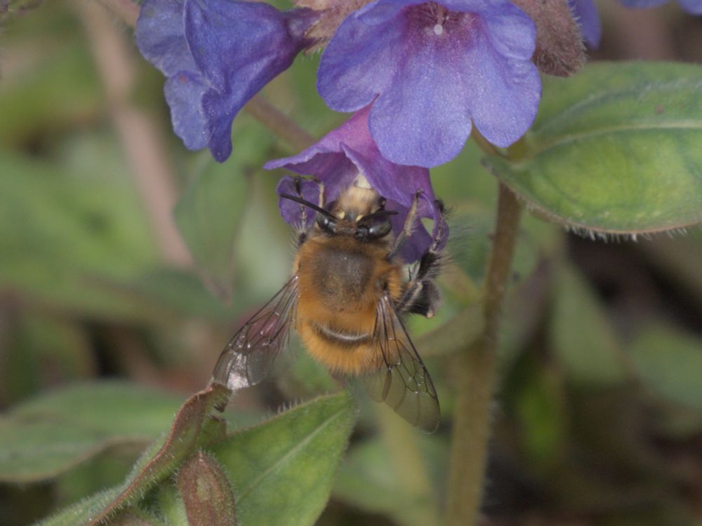 A hairy-footed flower bee on a pulmonaria flower. The bee has the short ginger hairs of a male and the legs hairs that give the common and specific names are visible.