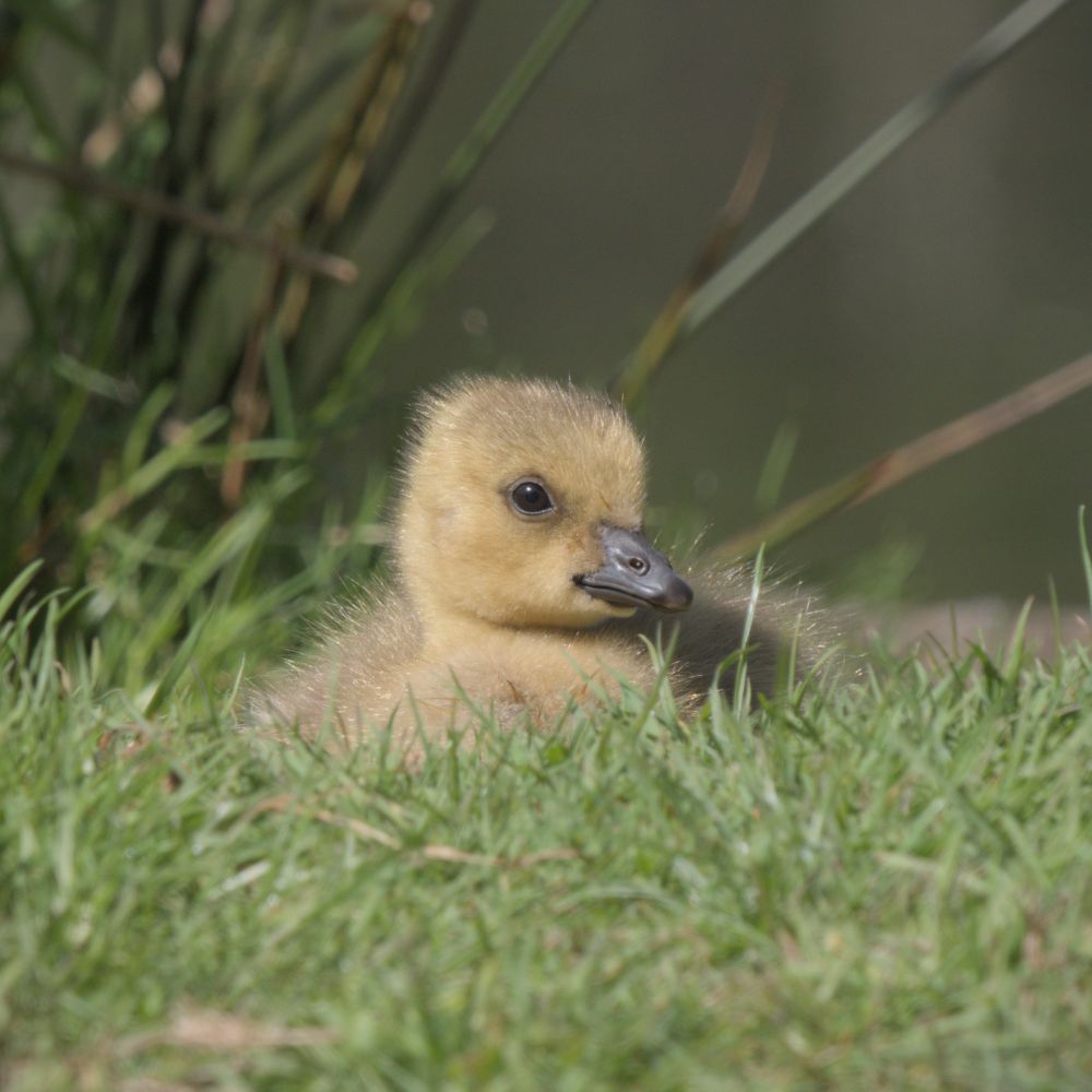 A small, fluffy, yellow gosling sitting in short grass. The geese, including the goslings, graze this patch of grass.

I remained a respectful distance away, used a long lens and cropped the image.