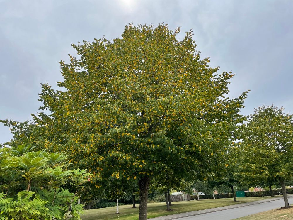 Tree with yellow wing leaves in mid August.