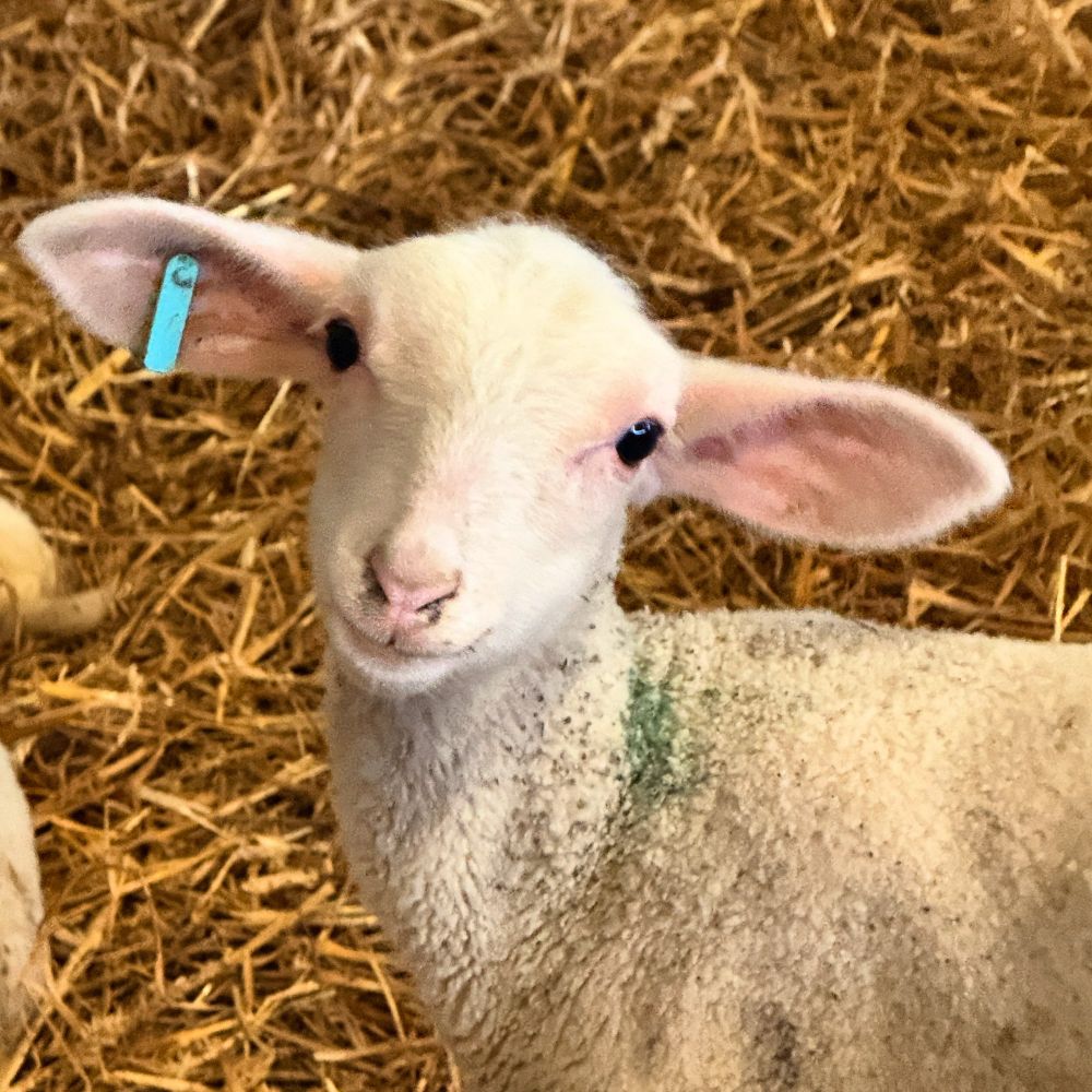 Petit agneau trop mignon. Ou alors Yoda.