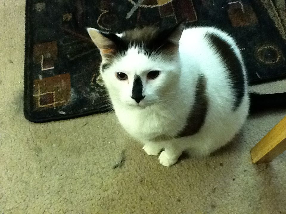 This is a cat named Dirk.  Dirk was a good cat, but Dirk was not the brightest bulb in the candelabra.