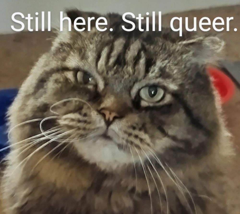 A floofy brown and black cat looking at the camera with a "try me" face. In white lettering above his head are the words "Still here. Still queer."