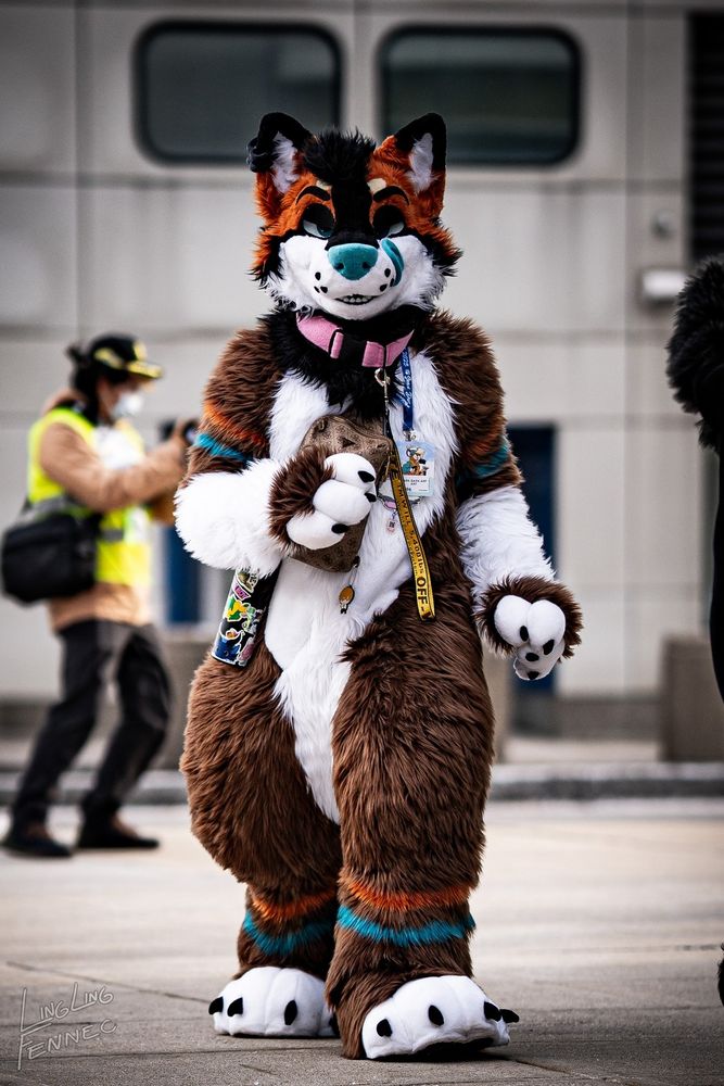 Dam the Big wolf walking towards you and licking his lips