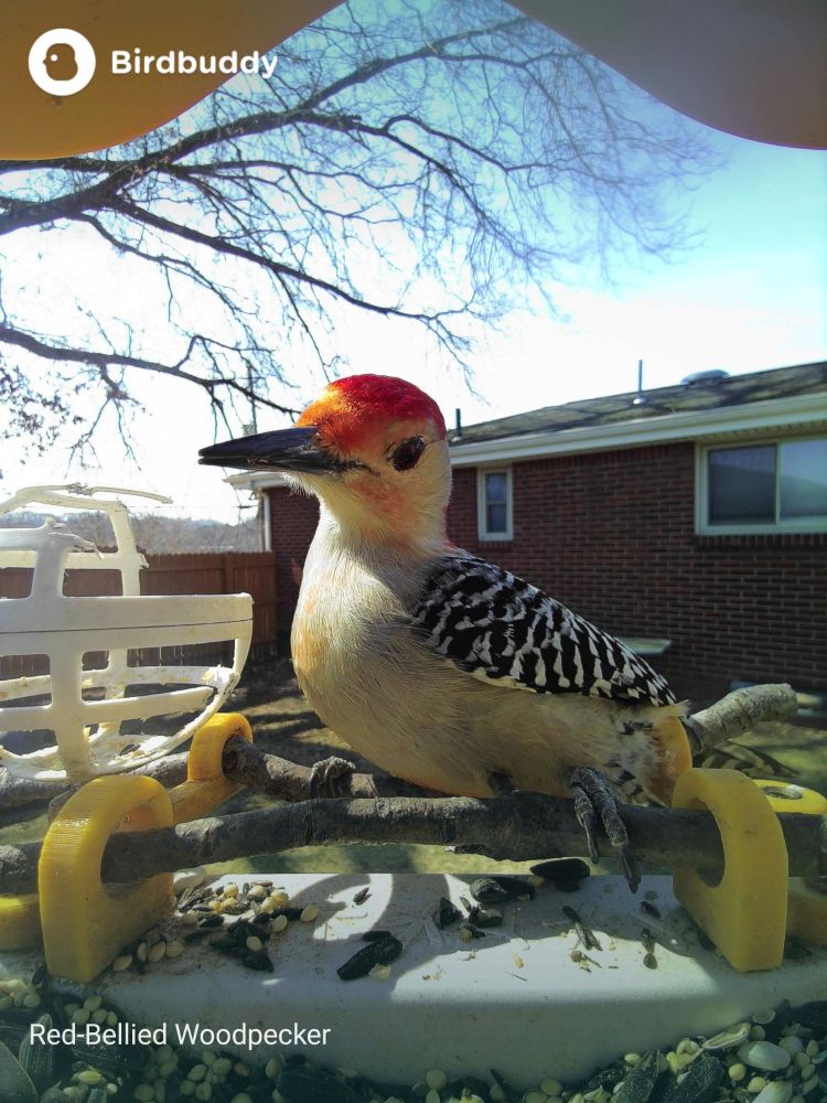 A red-bellied woodpecker shows off its left side to the camera with head slightly tilted while perched at a feeder. A tree with bare branches and a house are in the background.