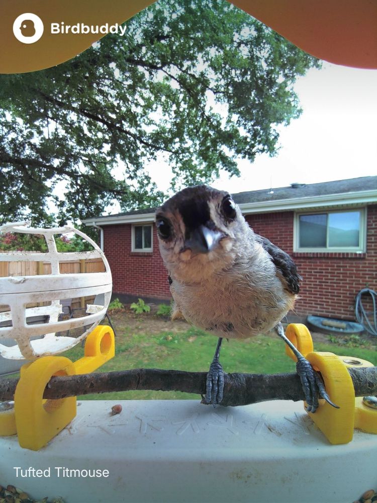 A Tufted Titmouse looks straight into the camera while perched on a feeder. A tree with green leaves and a house are in the background.