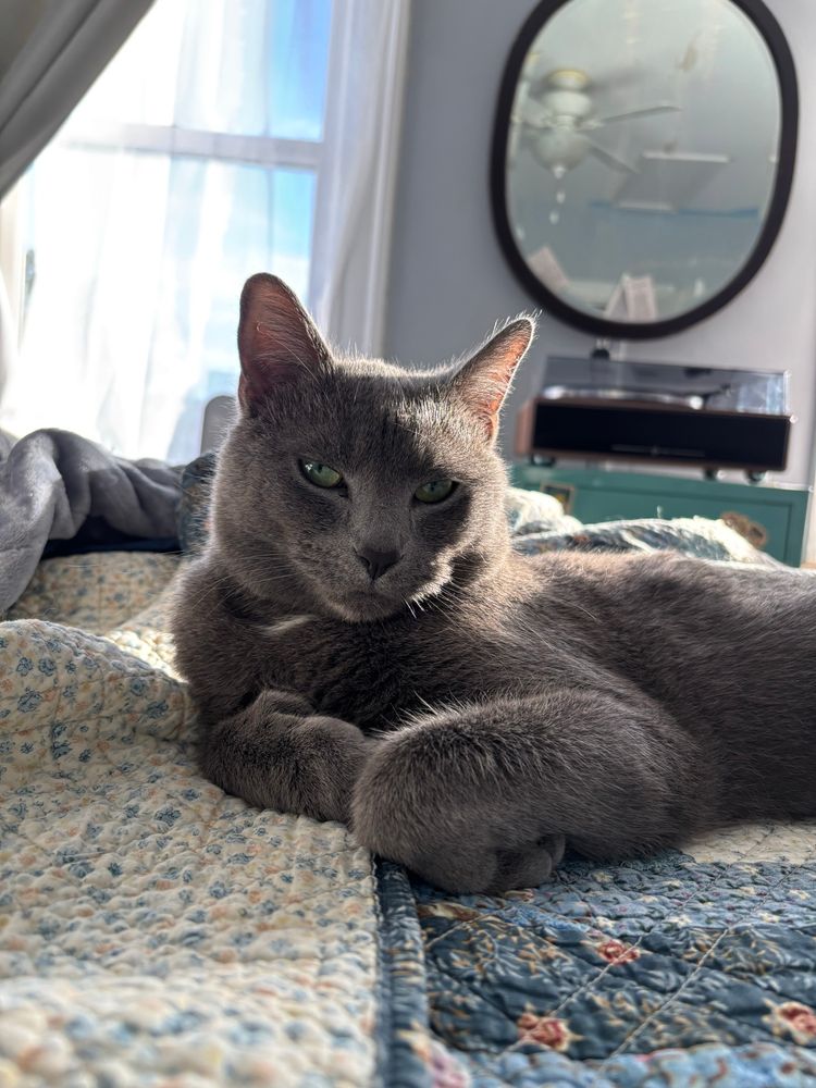 Gray cat looking all handsome with his paws curled up in front of him.
