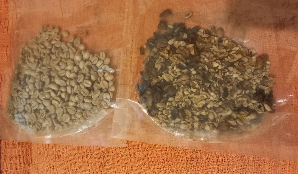 Dois sacos plásticos transparentes contendo grãos de café estão sobre um pano alaranjado. À esquerda, o saco contém grãos de café especial, uniformes e limpos. À direita, o saco contém grãos de café tradicional, com aparência quebrada, escurecida e irregular.