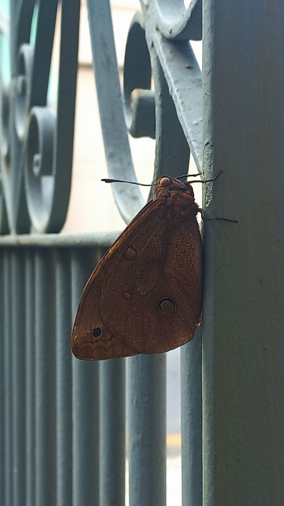 Mesma borboleta marrom, ainda com asas fechadas pousada no portão azul, agora vista de perfil. As asas tem padrões circulares escuros e um formato que faz lembrar folhas secas de uma árvore.