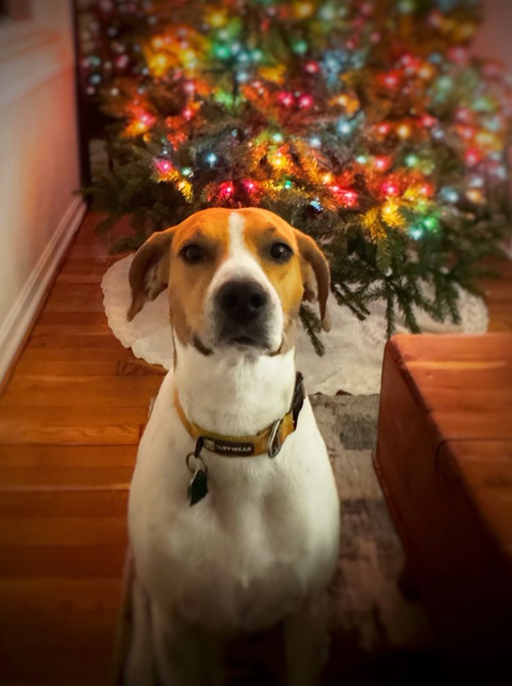Louie guarding the Christmas tree