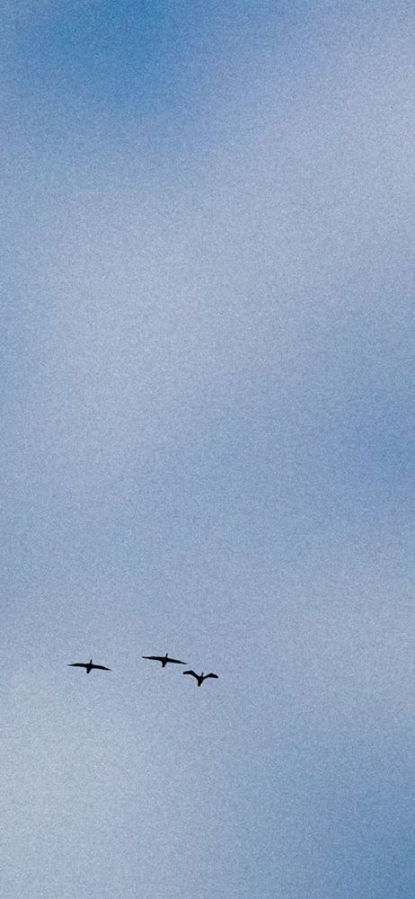 Three seagulls in flight. 