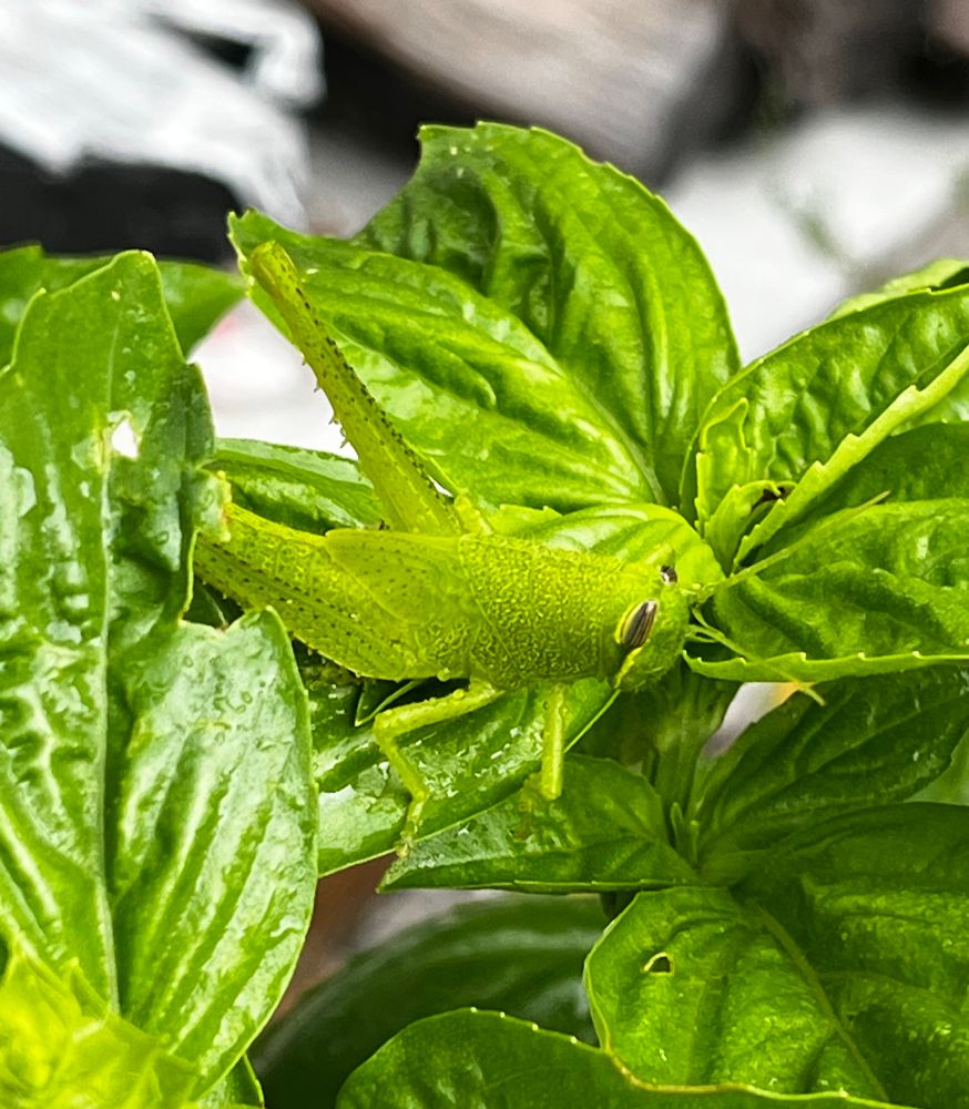 Bright green grasshopper, hard to see  perched on bright green basil leaves.