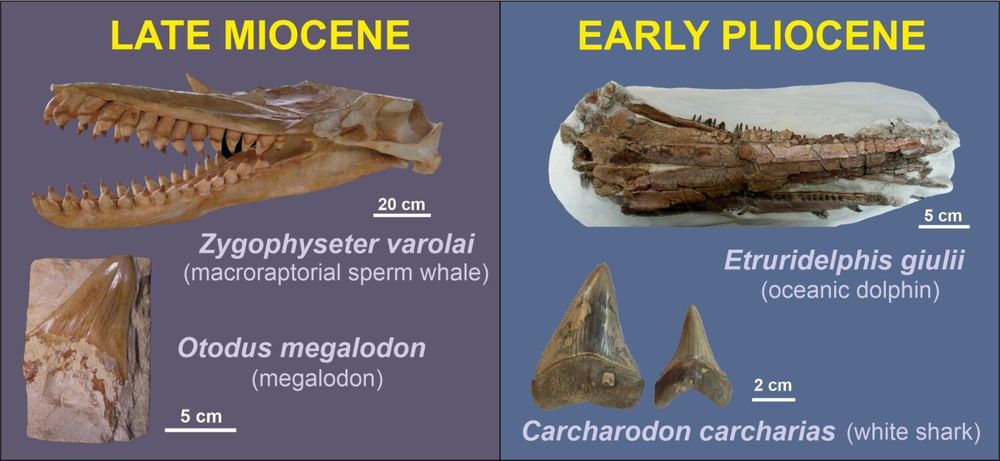 Fossili di grandi squali e mammiferi marini raccontano come è cambiato il Mediterraneo dopo la Crisi di Salinità del Messiniano – Pikaia