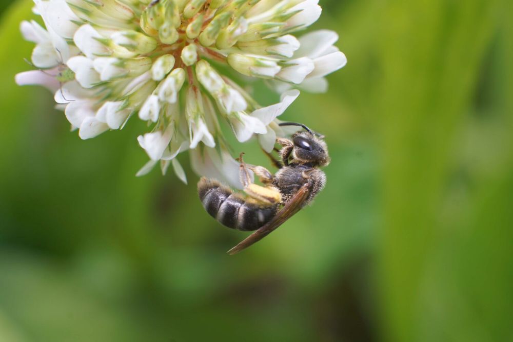 Cosa ci spinge a proteggere gli insetti impollinatori: una questione morale