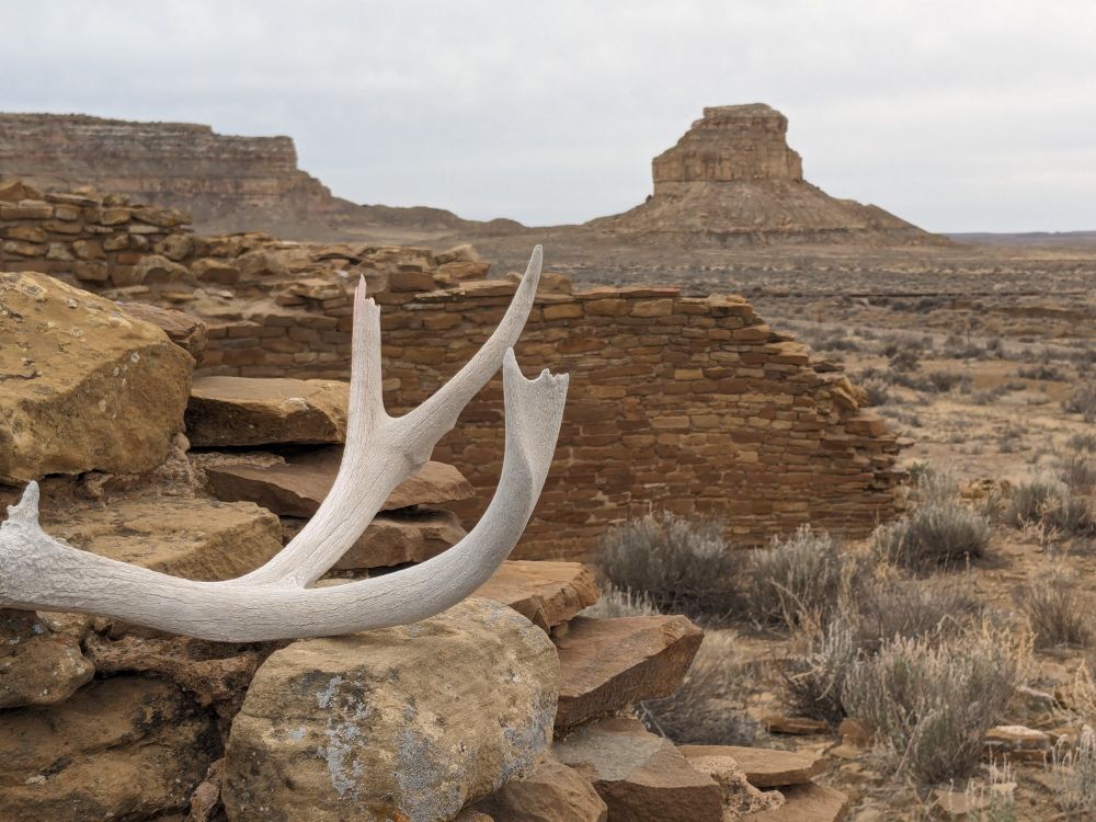 A shed antler in the foreground of a photo of the ruins of Una Vida house in Chaco Culture National Historical Park. In the far background is Bajada Butte where the sun dagger petroglyph is located. Further down the road is the famous Pueblo Bonita, which is a huge and wonderful complex of dozens of rooms and many kivas. The site has obvious management of water, stairways, sacred sites. While I was there I saw bobcat, feral horses and a herd of elk. Recommend a visit! You'll need a good vehicle as it is pretty remote and the roads can be gnarly.