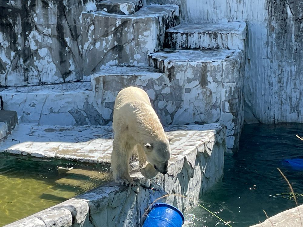 白熊のフブキくん