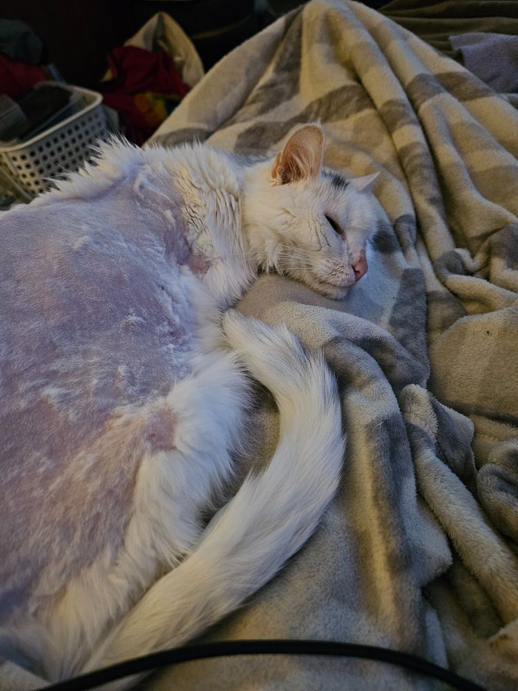 Shaved white cat laying on a lap 
