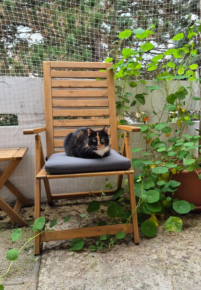Luna the cat enjoying her outside time