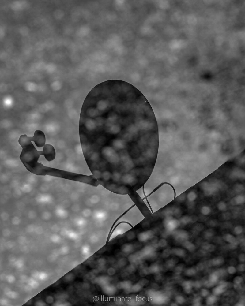 Black and white photograph of a satellite dish reflected in a puddle, captured using a Sony Alpha camera. The image features abstract composition with urban silhouettes and moody tones. A minimalist take on street photography, blending visual storytelling with a focus on signal and transmission themes.