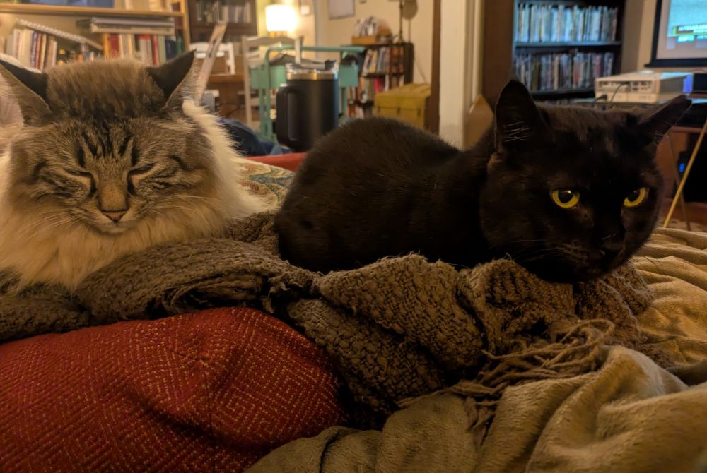 a fluffy brown tabby cat and a sleek black cat cuddled together on a pile of blankets and pillows
