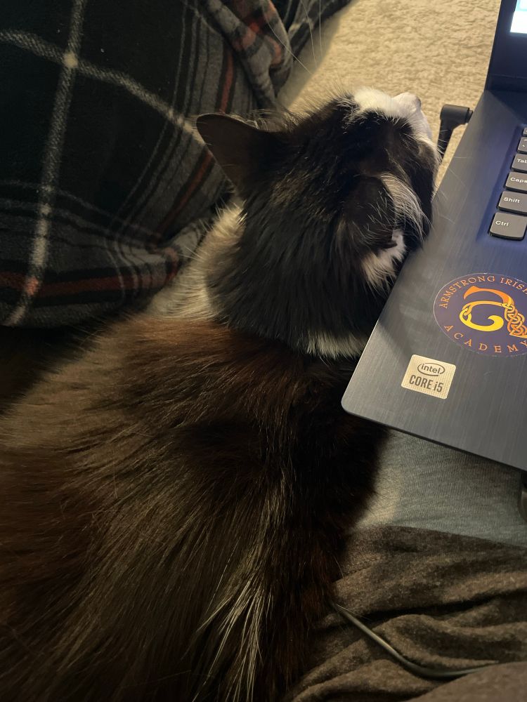 Black and white cat snuggled against a leg supporting a laptop