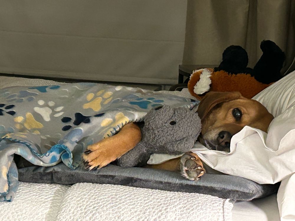 Dog on a bed, head on a pillow, body under a blanket, holding a stuffed bear