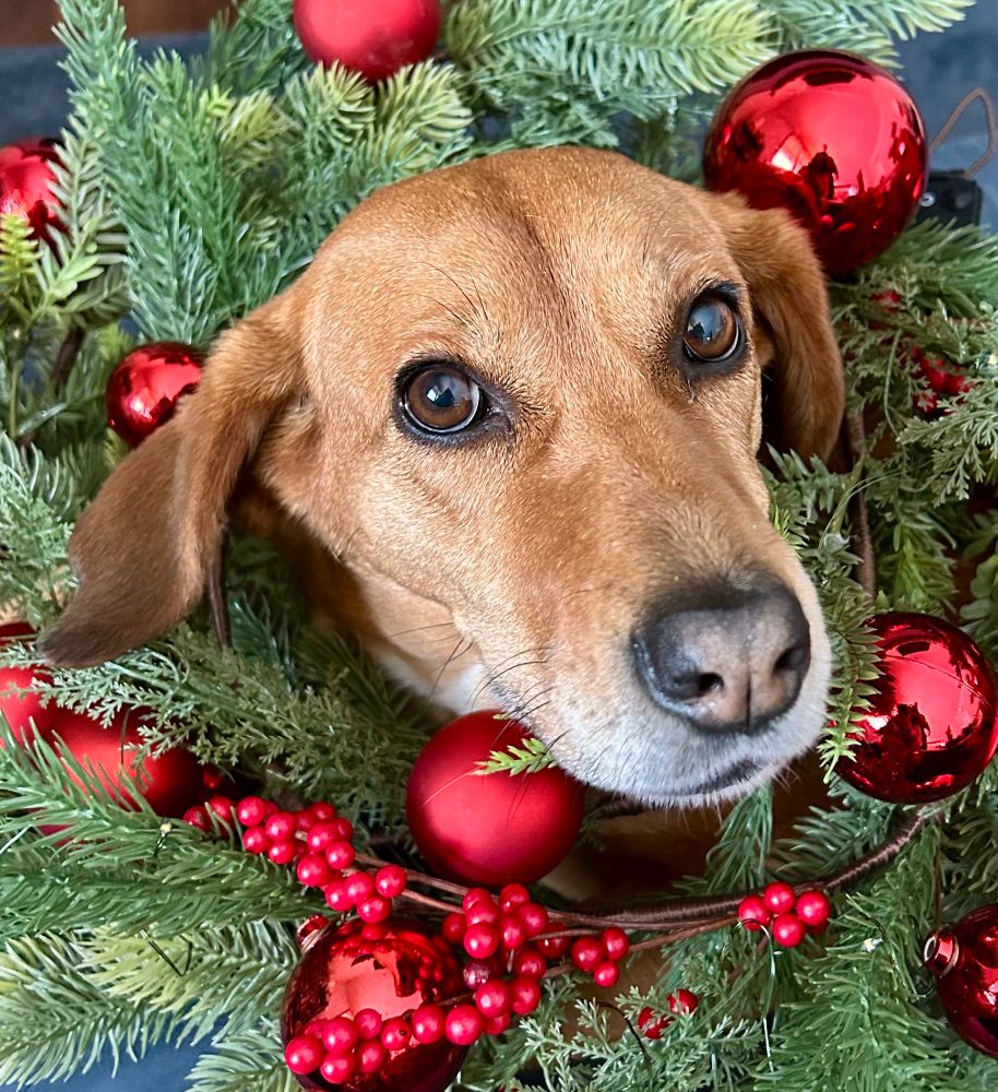 Picture of auburn dog surrounded by red ornaments and cranberries on a green garland.  The dog looks vaguely surprised.