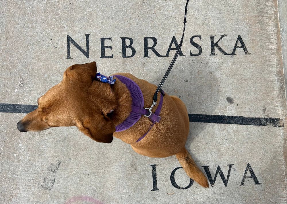 Picture of dog sitting on state line between Iowa and Nebraska 