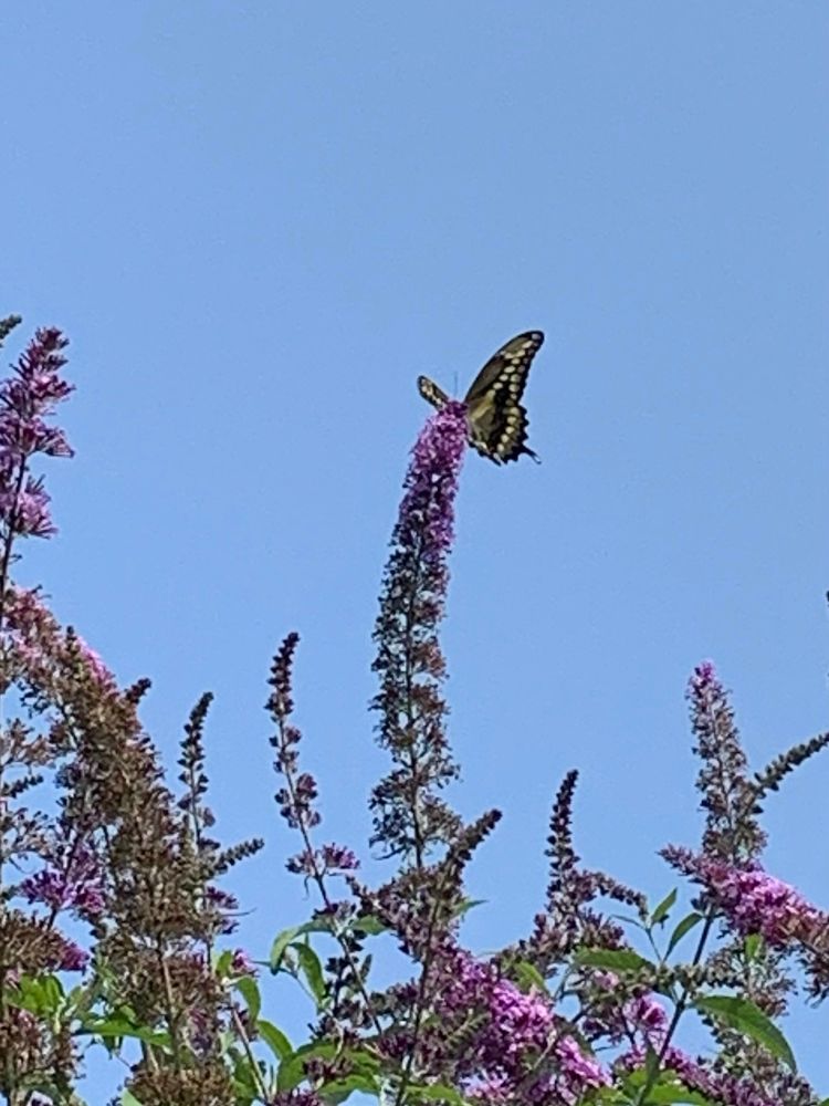 Butterfly at the tip of a tall orange flower