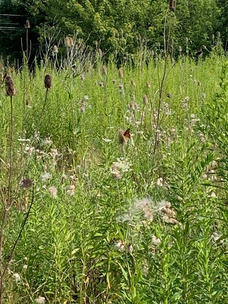 Hard to see butterfly in a sea of tall grass and plants that have gone to seed