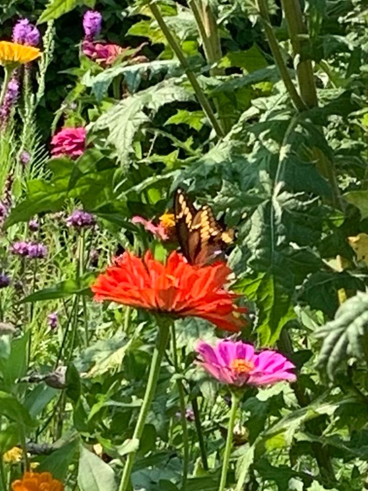 Butterfly on an orange red Zinnia 