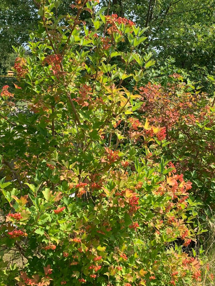 Bush with green and orange leaves as well as bright, red, small berries