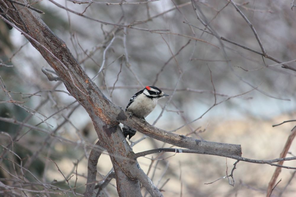A male Downy woodpecker with a white belly, black-and-white body, and small red patch on its head, sitting on a large tree branch with no leaves and facing to the right.