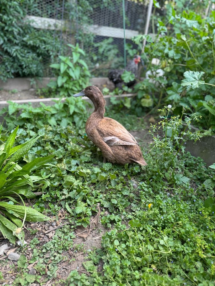 A pretty khaki Campbell duck in a weedy garden