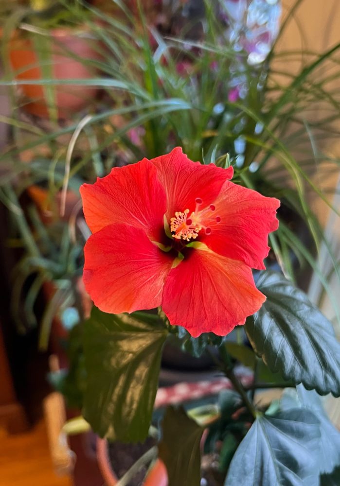 This bloomed briefly on Wednesday. I needed this splash of color! It has since closed. 
(It’s a beautiful Hibiscus flower with orange-y red petals streaked with yellow.)