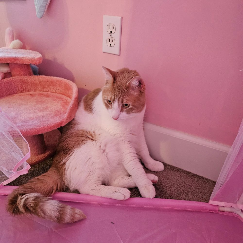 An orange and white tabby cat