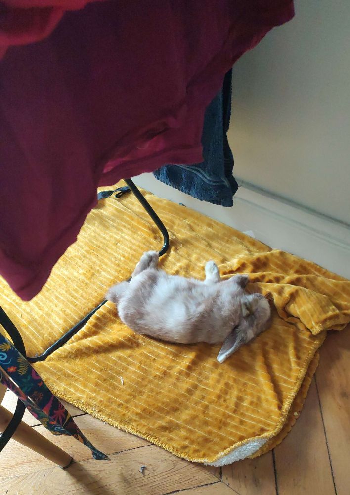 Whisky le lapin qui flop