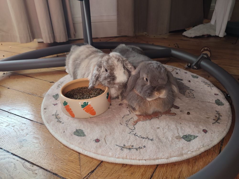 Une photo très mignonne de mes lapins Whisky (couleur caramel et blanc, minilop japonais havane et il est tout petit) et Tequila (couleur loutre-feu) allongés sur leur petit tapis avec des dessins de lapins. Whisky a une oreille dans son bol en céramique plein de granulés et dessus il y a des dessins de carottes. Les deux sont en position de confort, tout étalés, presque en flop. 