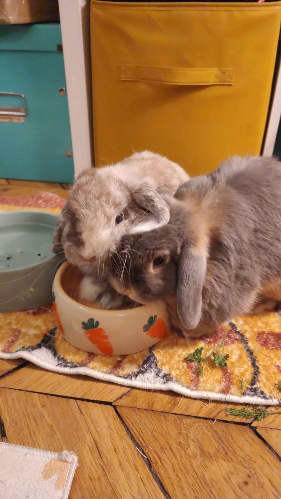 Mes lapins qui mangent dans un bol carotte 