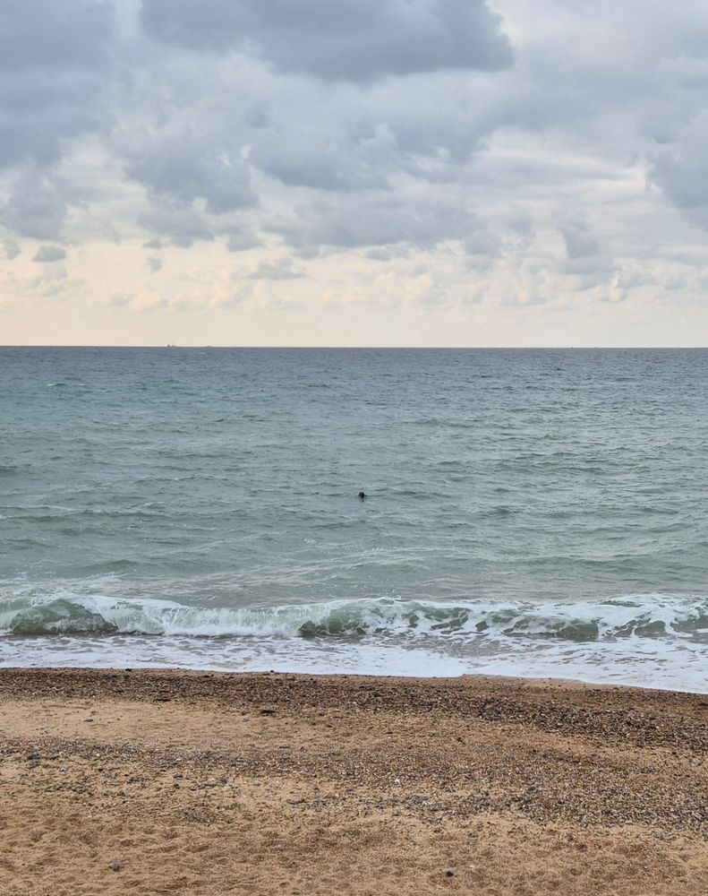 A seal off Saltdean beach.