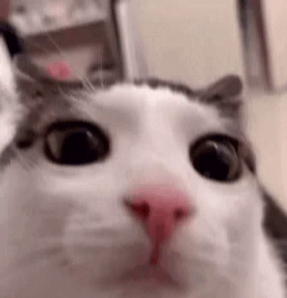 a close up of a cat 's face with a pink nose and big eyes .