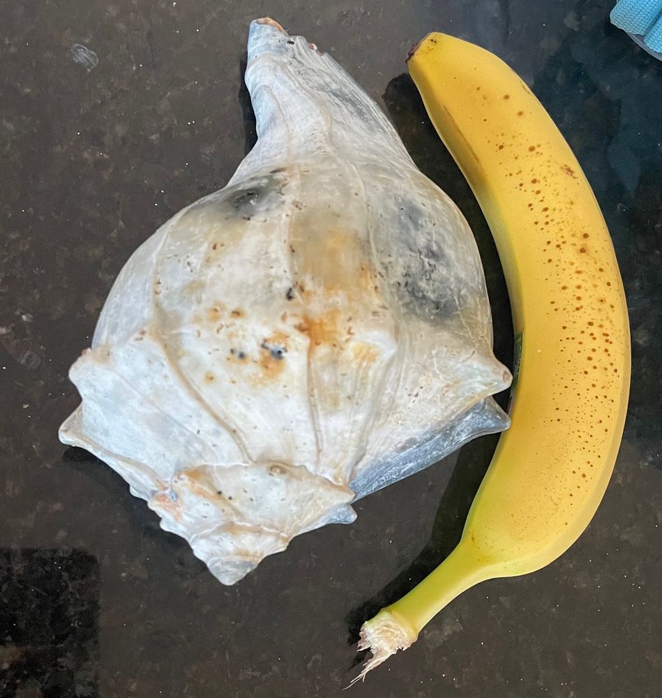 Large lightning whelk, top side, banana for scale. Approx 9” long, 4-5” high?